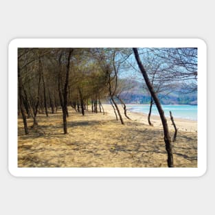 Pine tree forest at Pacitan beach with mountain in backround Sticker